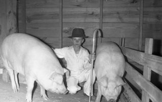Reece Morrel Jr was a teenage pig farmer