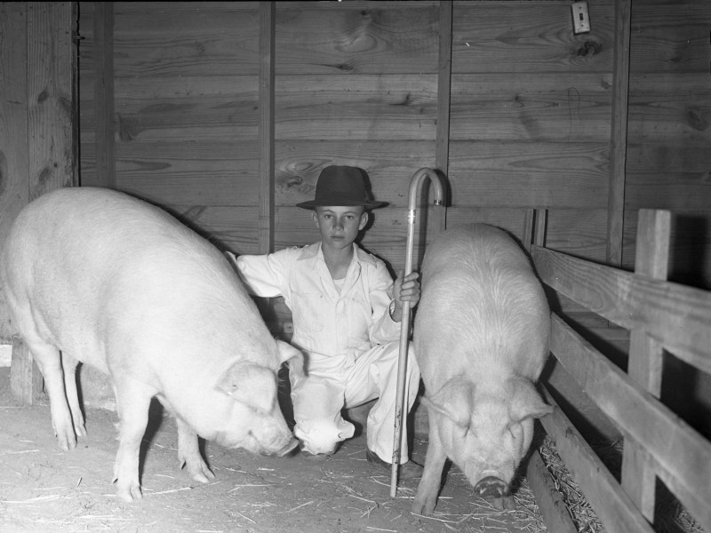 Reece Morrel Jr was a teenage pig farmer